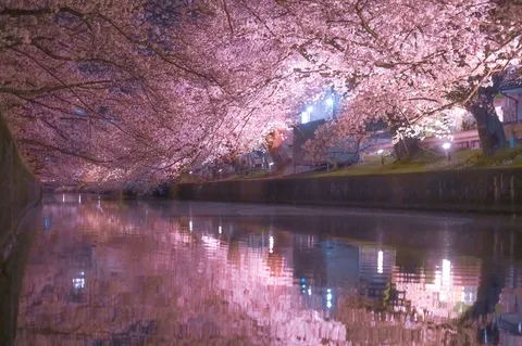 夜桜と川面の幻想的な光景