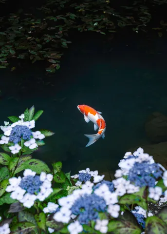 錦鯉と紫陽花の静かな邂逅