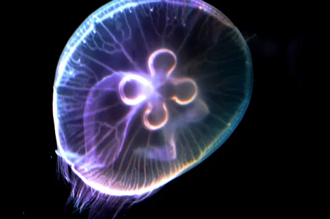 宇宙から来たクラゲの光