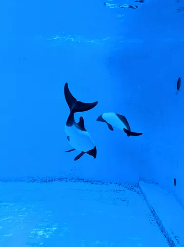 ツートンカラーのイルカ、水族館デート？