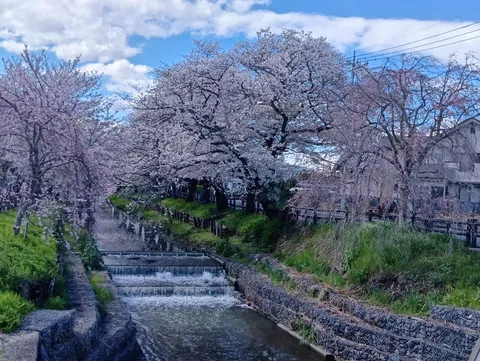 桜並木を彩る春のせせらぎ