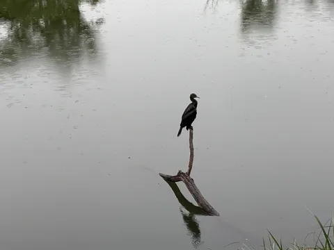 雨の中でぽつんと1羽