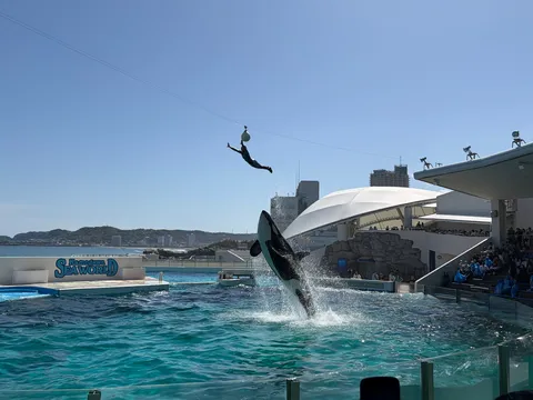 シャチと宙を舞う瞬間