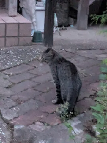 石畳に潜む静かな猫