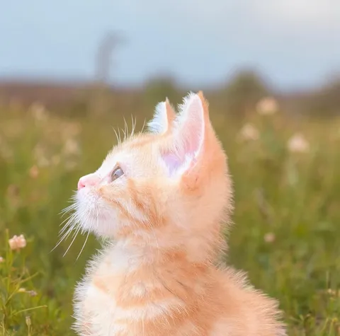 草むらに佇む子猫の横顔