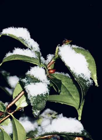 雪をまとう生命