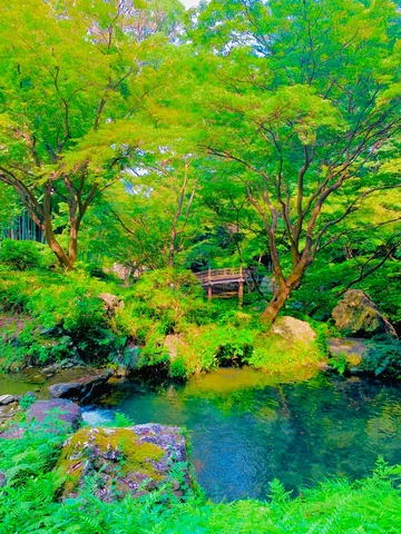 緑と水の静寂を映す風景