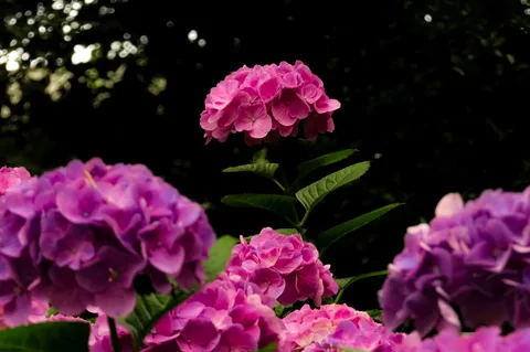 紫陽花の甘い誘惑