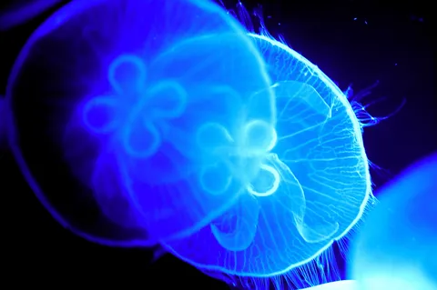 蒼き精霊たちの水族館