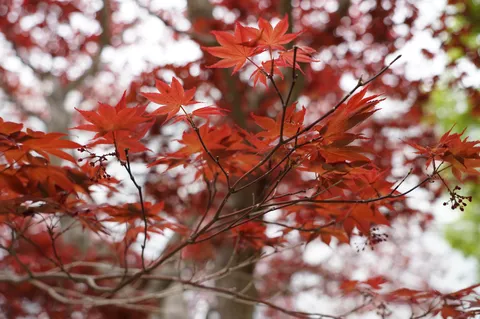 紅葉の風に揺れる枝影