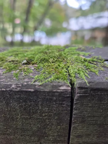 苔のささやかな世界