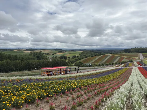 色とりどりの花畑と観光列車