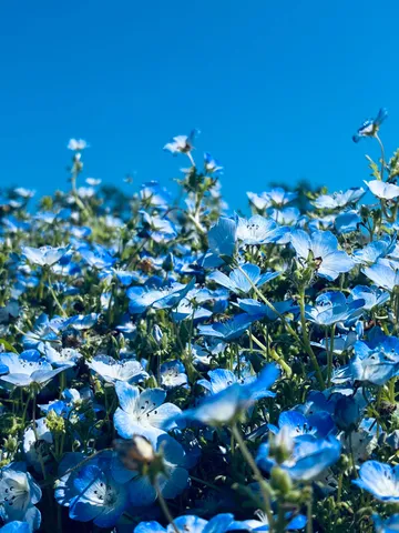 水色の絨毯、空の青とのコントラスト