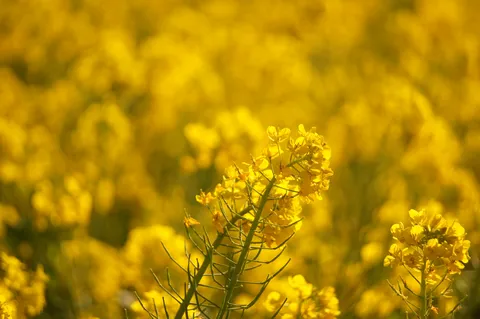 菜の花畑の黄色い絨毯