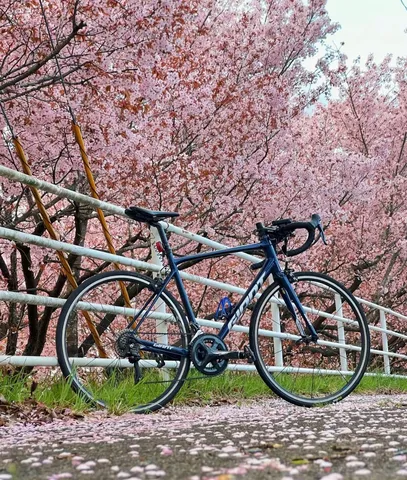 桜の下、自転車の休息