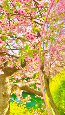 曲線に咲く桜の夢