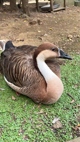 地面に座る、貫禄ある鳥さん