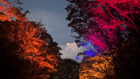 木漏れる光の色彩実験