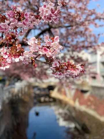 桜、水面へのお誘い