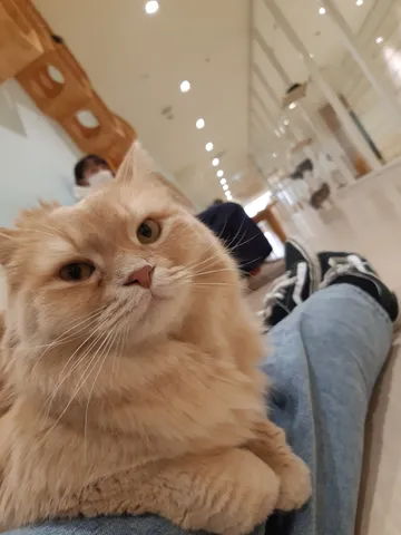 ふわふわ猫とのまったり時間