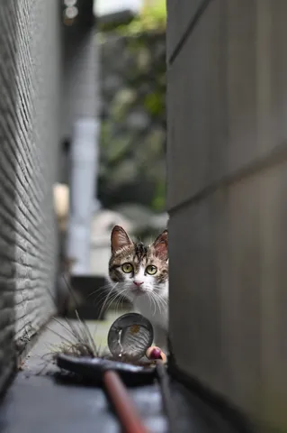 路地の隠れん坊、猫の視線