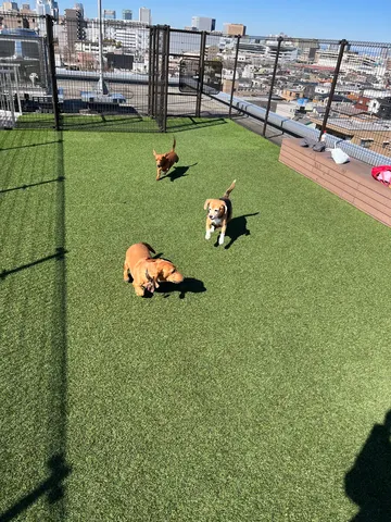 屋上で遊ぶ犬たちの午後