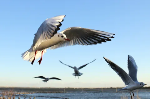潮風を切る海鳥の飛翔