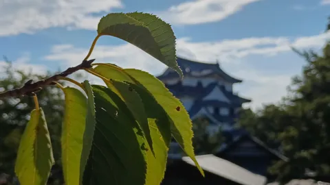 新緑の向こうに古城を望む
