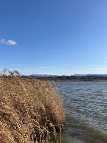 風にそよぐ葦と遠い雪景色