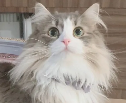 ふわふわ瞳の宇宙猫