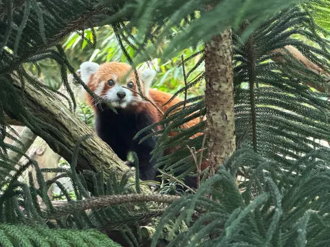 木陰の赤い小さな旅人