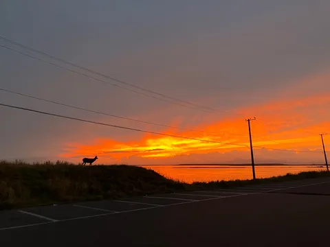 鹿と夕焼け