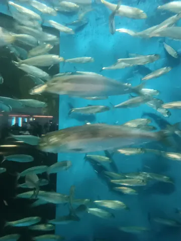 群れる魚たちの青い世界