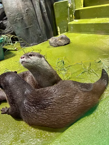 仲良しラッコたちの水辺のひととき
