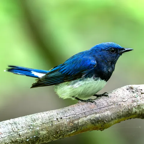 瑠璃色の宝石、森の歌声