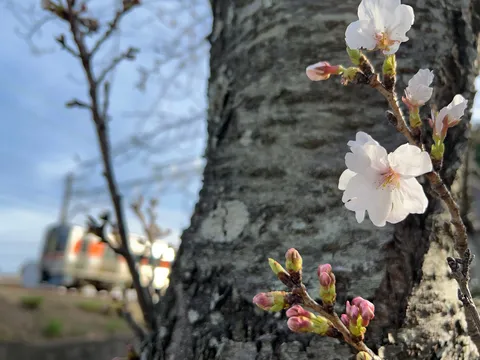 海風と花のささやき