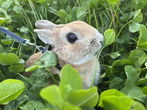 クローバー畑の可愛い探検家