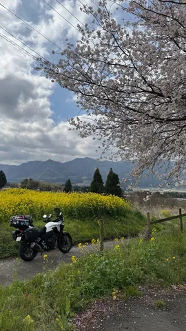 春の風景と走る影