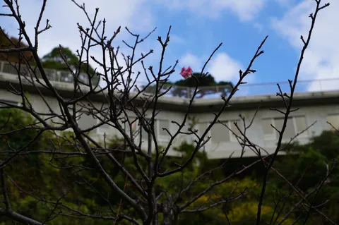 寒空に咲く一輪の桜