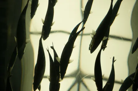 水中を泳ぐ、魚たちの群れ