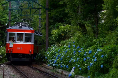 紫陽花と登山線