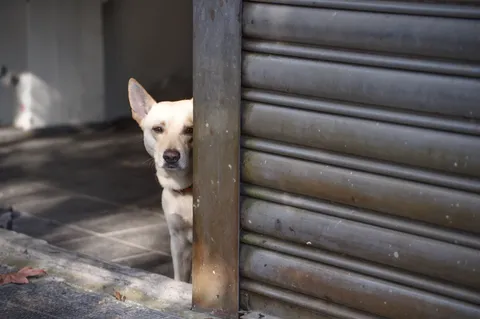 ちょっとだけよ、な犬さん