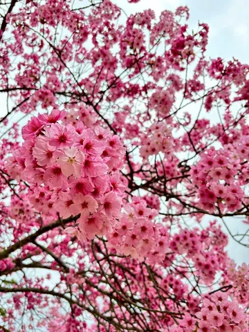 春の訪れ、淡いピンクの桜