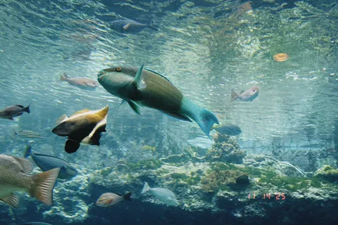 魚たちの水中社交場