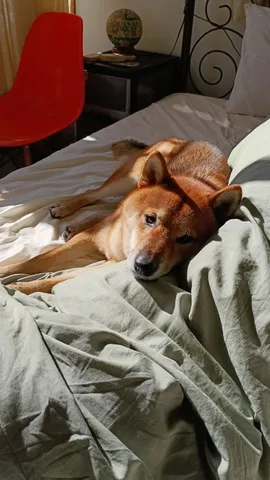 日向で眠る相棒の温もり