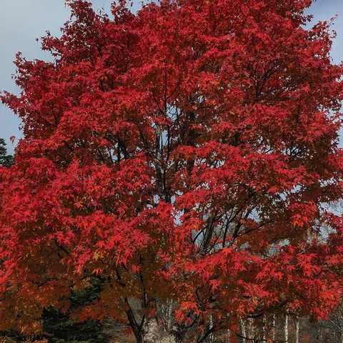 燃えるような紅葉の絨毯