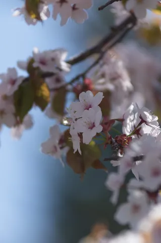 ふわり、春告げる桜