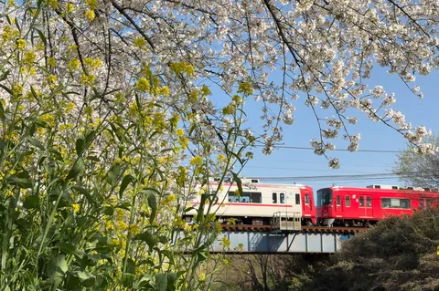 花越しに走る春の列車