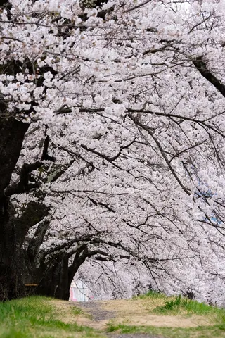 桜並木のトンネル