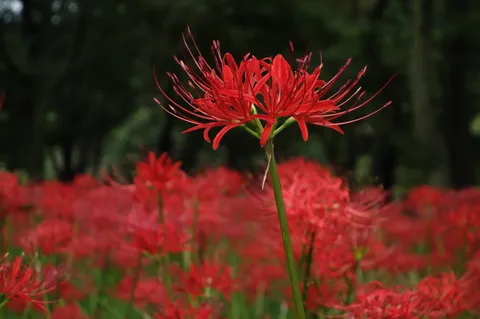 赤い花の風景が踊る